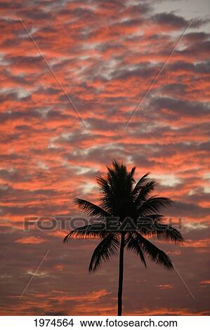Picture - Hawaii, Maui, Silhouette Of A Palm Tree At Sunset.. Fotosearch