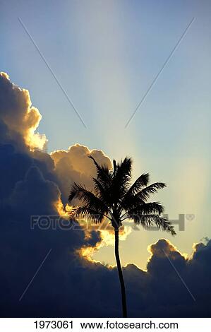 Hawaii, Maui, Silhouette Of A Palm Tree At Sunset. View Large Photo Image Stock Image - Hawaii, Maui, Silhouette Of A Palm Tree At Sunset.. Fotosearch