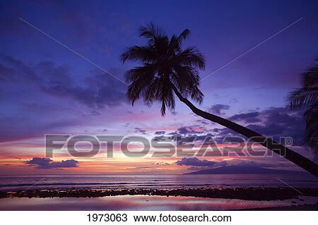 Stock Image - Hawaii, Maui, Silhouette Of A Palm Tree At Sunset.. Fotosearch