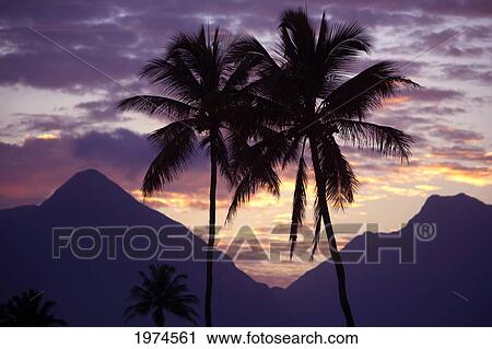 Stock Image - Hawaii, Maui, Silhouette Of A Palm Tree At Sunset.. Fotosearch