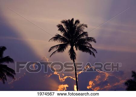 Stock Photo - Hawaii, Maui, Silhouette Of A Palm Tree At Sunset.. Fotosearch