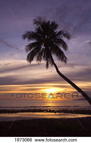 Stock Photograph - Hawaii, Maui, Silhouette Of A Palm Tree At Sunset.. Fotosearch