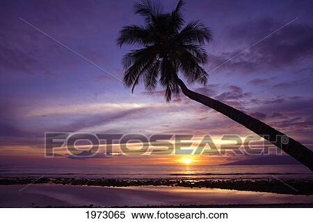 Stock Photography - Hawaii, Maui, Silhouette Of A Palm Tree At Sunset.. Fotosearch