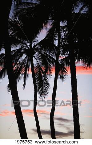 Stock Image - Hawaii, Maui, Silhouette Of Palm Trees Against A Sunsetting Sky.. Fotosearch