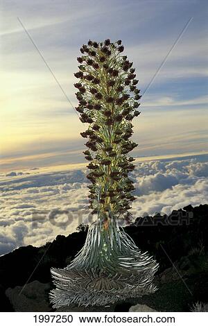 Hawaii, Maui, Silver Sword On Haleakala Crater Blooming, View Overlooking Clouds A48C View Large Photo Image Stock Image - Hawaii, Maui, Silver Sword On Haleakala Crater Blooming, View Overlooking Clouds A48C. Fotosearch