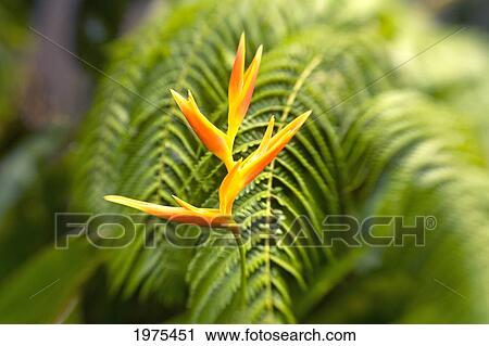 Hawaii, Maui, Single Heliconia Nickeriensis In Front Of Fern Leaves, Selective Focus. View Large Photo Image Stock Image - Hawaii, Maui, Single Heliconia Nickeriensis In Front Of Fern Leaves, Selective Focus.. Fotosearch