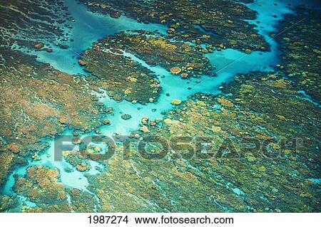 Picture - Hawaii, Maui, Spectacular Coral Formations Off Olowalu.. Fotosearch