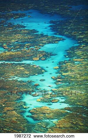 Hawaii, Maui, Spectacular Coral Formations Off Olowalu. View Large Photo Image Stock Image - Hawaii, Maui, Spectacular Coral Formations Off Olowalu.. Fotosearch