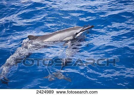 Stock Photo - Hawaii, Maui, Spinner Dolphins (Stenella Longirostris) at the ocean's surface for a breath of fresh air.. Fotosearch