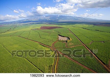 Hawaii, Maui, Sugar cane fields of central Maui, Haleakala in distance View Large Photo Image Stock Image - Hawaii, Maui, Sugar cane fields of central Maui, Haleakala in distance. Fotosearch