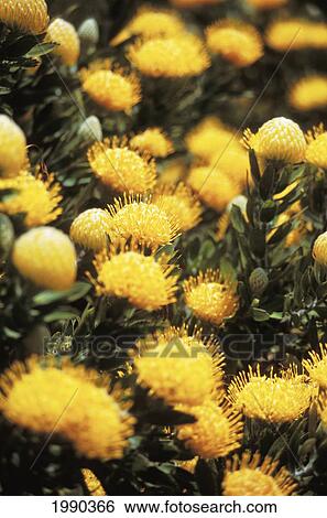 Stock Photograph - Hawaii, Maui, Sunburst Protea On Plants, Close-Up. Fotosearch