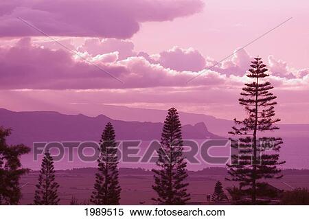 Stock Photography - Hawaii, Maui, Sunset Looking Toward Kahakuloa, Pine Trees In Foreground.. Fotosearch