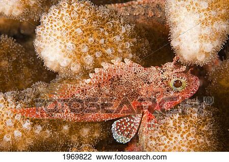 Stock Image - Hawaii, Maui, The Galactic Scorpionfish (Sebastapistes Galactacma) Is 3 Inches Long As An Adult.. Fotosearch