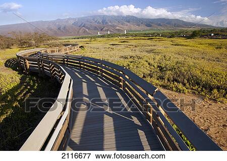 Stock Photo - Hawaii, Maui, The Kealia Ponds Boardwalk, Wodden path leading through a country field.. Fotosearch