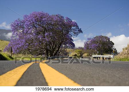 Hawaii, Maui, The Lavender Blossoms Of This Jacaranda Tree (Jacaranda Mimosifolia) Contrast The Spring Flowers In A Field Beside The Road To Haleakala Crater. View Large Photo Image Picture - Hawaii, Maui, The Lavender Blossoms Of This Jacaranda Tree (Jacaranda Mimosifolia) Contrast The Spring Flowers In A Field Beside The Road To Haleakala Crater.. Fotosearch