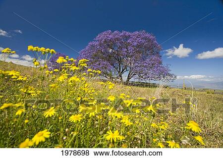 Stock Photo - Hawaii, Maui, The Lavender Blossoms Of This Jacaranda Tree (Jacaranda Mimosifolia) Contrast The Spring Flowers In A Field Beside The Road To Haleakala Crater.. Fotosearch