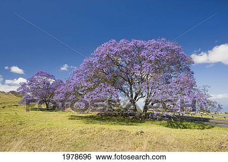 Stock Photograph - Hawaii, Maui, The Lavender Blossoms Of This Jacaranda Tree (Jacaranda Mimosifolia) Contrast The Spring Flowers In A Field Beside The Road To Haleakala Crater.. Fotosearch