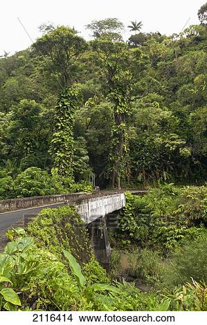 Hawaii, Maui, The lush Road To Hana. View Large Photo Image Picture - Hawaii, Maui, The lush Road To Hana.. Fotosearch