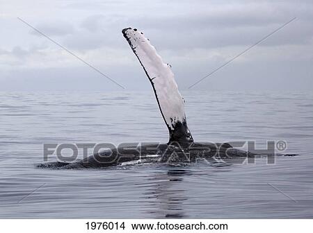 Hawaii, Maui, The Pectoral Fin Of A Humpback Whale. View Large Photo Image Picture - Hawaii, Maui, The Pectoral Fin Of A Humpback Whale.. Fotosearch