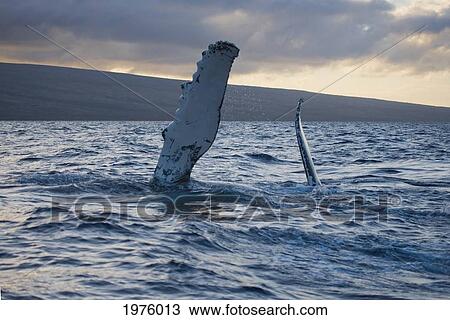 Hawaii, Maui, The Pectoral Fin Of A Humpback Whale. View Large Photo Image Stock Image - Hawaii, Maui, The Pectoral Fin Of A Humpback Whale.. Fotosearch