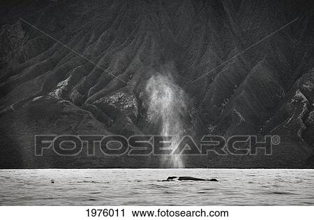 Stock Image - Hawaii, Maui, The Spout Of A Humpback Whale.. Fotosearch