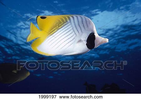 Hawaii, Maui, Threadfin Butterfly Fish, Close-Up, B1900 View Large Photo Image Stock Photo - Hawaii, Maui, Threadfin Butterfly Fish, Close-Up, B1900. Fotosearch