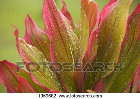 Stock Image - Hawaii, Maui, Ti-Leaf Plants.. Fotosearch