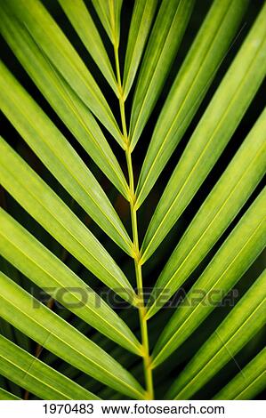 Stock Image - Hawaii, Maui, Tropical Palm Frond On A Black Background.. Fotosearch