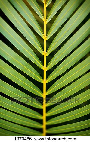 Stock Photograph - Hawaii, Maui, Tropical Palm Frond On A Black Background.. Fotosearch