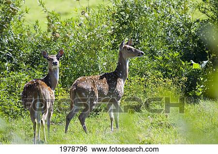Stock Photograph - Hawaii, Maui, Two Feral Axis Deer (Axis Axis) Standing In A Green Meadow.. Fotosearch