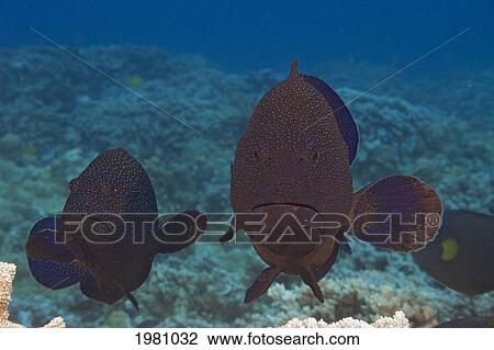 Stock Image - Hawaii, Maui, Two Peacock Groupers (Cephalopholis Argus) Above Coral Reef.. Fotosearch