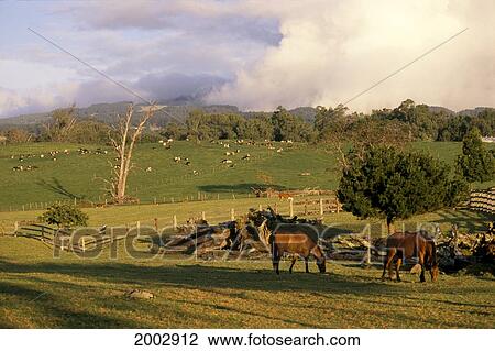 Hawaii, Maui, Ulupalakua Ranch, Grazing Horses And Cows Afternoon Light, Shadows View Large Photo Image Stock Image - Hawaii, Maui, Ulupalakua Ranch, Grazing Horses And Cows Afternoon Light, Shadows. Fotosearch