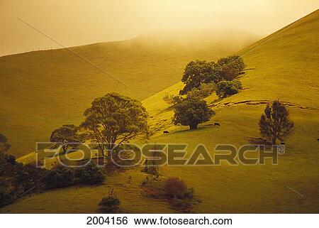 Stock Photograph - Hawaii, Maui, Ulupalakua Ranch, Overview Of Lush Upcountry Pasture, Fog Misty Background Cattle Grazing Distance. Fotosearch