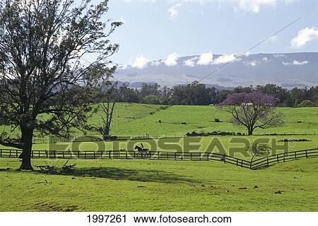 Stock Image - Hawaii, Maui, Upcountry Horseback Rider On Ranch, Peaceful Scenic A48E. Fotosearch