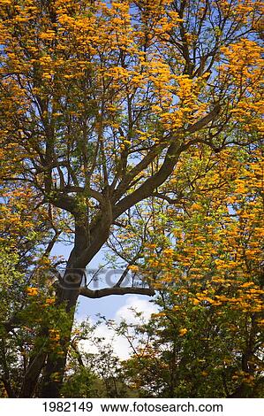 Stock Photo - Hawaii, Maui, Upcountry, silver oak in bloom. Fotosearch