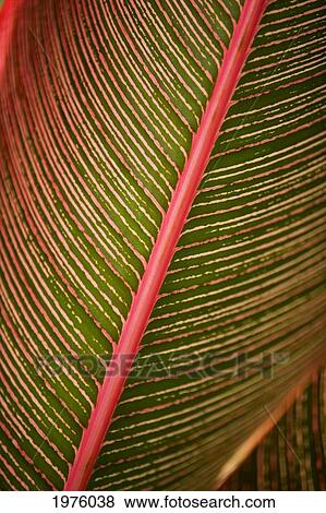 Stock Photo - Hawaii, Maui, Variegated Ti-Leaf Plant.. Fotosearch