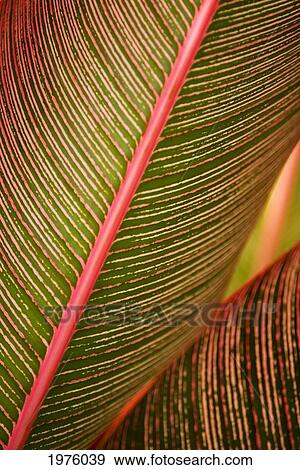 Stock Photo - Hawaii, Maui, Variegated Ti-Leaf Plant.. Fotosearch