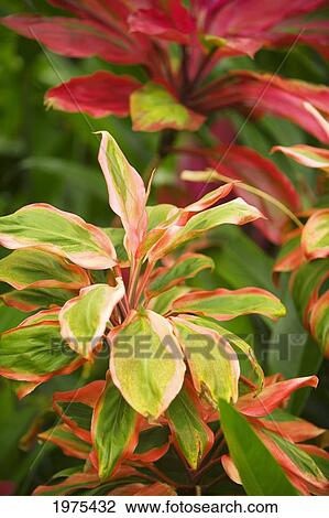 Hawaii, Maui, Variegated Ti-Leaf Plants. View Large Photo Image Stock Image - Hawaii, Maui, Variegated Ti-Leaf Plants.. Fotosearch