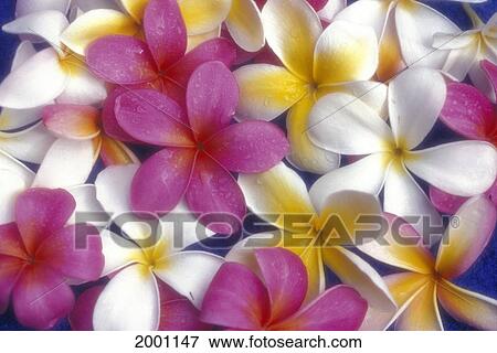 Hawaii, Maui, Variety Plumeria Flowers Yellow White Pink Hybrid Blossoms Background View Large Photo Image Stock Photo - Hawaii, Maui, Variety Plumeria Flowers Yellow White Pink Hybrid Blossoms Background. Fotosearch