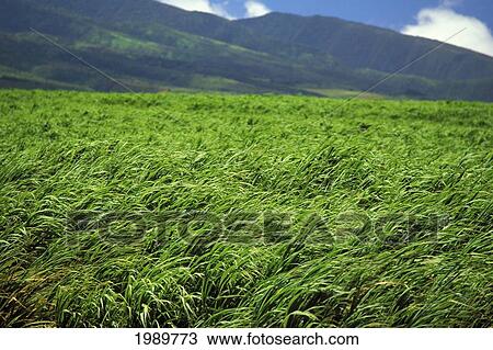 Stock Image - Hawaii, Maui, Vast View Of Windblown Sugar Cane Fields.. Fotosearch