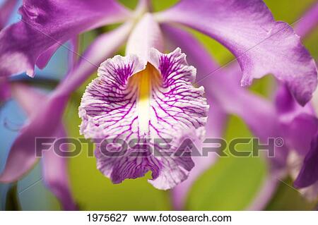 Stock Photo - Hawaii, Maui, Vibrant Pink Orchid.. Fotosearch