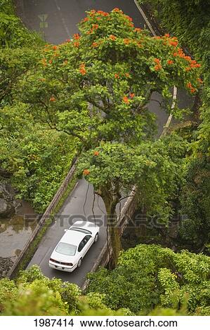 Hawaii, Maui, View From Above Of Car Driving Along The Road To Hana. View Large Photo Image Picture - Hawaii, Maui, View From Above Of Car Driving Along The Road To Hana.. Fotosearch