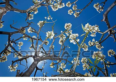 Picture - Hawaii, Maui, View From Underneath Plumeria Tree In Bloom, Blue Sky.. Fotosearch