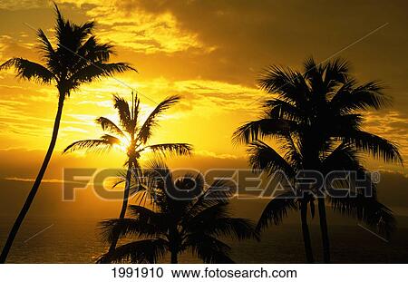 Stock Image - Hawaii, Maui, View Of Palm Tree Tops, Orange Sunset In Background, Ocean. Fotosearch