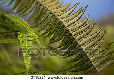 Hawaii, Maui, Waihee, A closeup of green fern with seeds. View Large Photo Image Stock Image - Hawaii, Maui, Waihee, A closeup of green fern with seeds.. Fotosearch