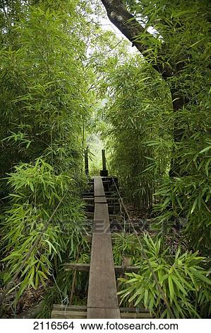 Hawaii, Maui, Waihee, A swinging Bridge into a lush green forest. View Large Photo Image Picture - Hawaii, Maui, Waihee, A swinging Bridge into a lush green forest.. Fotosearch