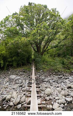 Stock Image - Hawaii, Maui, Waihee, A swinging Bridge into a lush green forest.. Fotosearch
