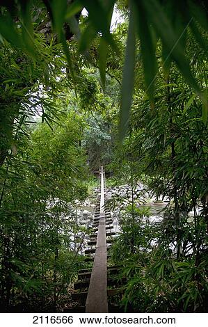 Hawaii, Maui, Waihee, A swinging Bridge into a lush green forest. View Large Photo Image Stock Photograph - Hawaii, Maui, Waihee, A swinging Bridge into a lush green forest.. Fotosearch