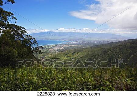 Hawaii, Maui, Waihee, A View Of Kahului With Lush Forest Cliffs In Foreground View Large Photo Image Stock Photo - Hawaii, Maui, Waihee, A View Of Kahului With Lush Forest Cliffs In Foreground. Fotosearch