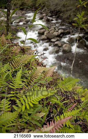 Stock Photo - Hawaii, Maui, Waihee, Colorful ferns along the river.. Fotosearch